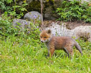 Preview wallpaper fox, animal, cute