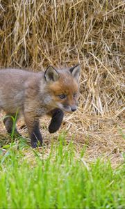 Preview wallpaper fox, animal, cute, wildlife