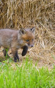 Preview wallpaper fox, animal, cute, wildlife