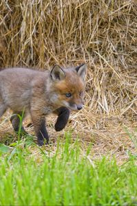 Preview wallpaper fox, animal, cute, wildlife