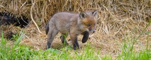 Preview wallpaper fox, animal, cute, wildlife