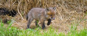 Preview wallpaper fox, animal, cute, wildlife