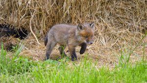 Preview wallpaper fox, animal, cute, wildlife