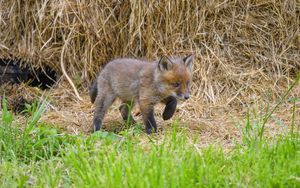 Preview wallpaper fox, animal, cute, wildlife