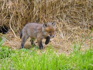 Preview wallpaper fox, animal, cute, wildlife