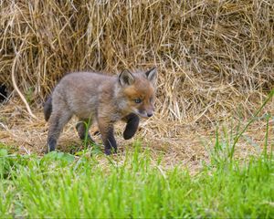 Preview wallpaper fox, animal, cute, wildlife