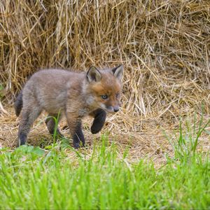 Preview wallpaper fox, animal, cute, wildlife