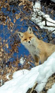 Preview wallpaper fox, animal, glance, snow, winter, wildlife