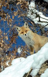 Preview wallpaper fox, animal, glance, snow, winter, wildlife