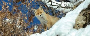 Preview wallpaper fox, animal, glance, snow, winter, wildlife