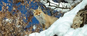 Preview wallpaper fox, animal, glance, snow, winter, wildlife