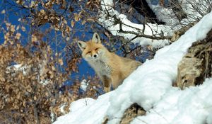 Preview wallpaper fox, animal, glance, snow, winter, wildlife