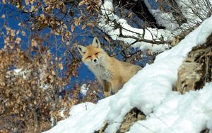 Preview wallpaper fox, animal, glance, snow, winter, wildlife