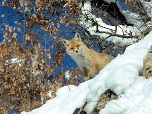 Preview wallpaper fox, animal, glance, snow, winter, wildlife