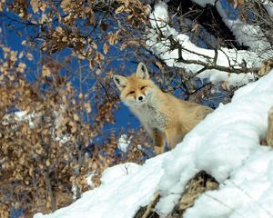 Preview wallpaper fox, animal, glance, snow, winter, wildlife