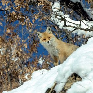 Preview wallpaper fox, animal, glance, snow, winter, wildlife