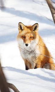 Preview wallpaper fox, animal, glance, snow, winter, nature