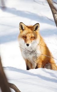 Preview wallpaper fox, animal, glance, snow, winter, nature