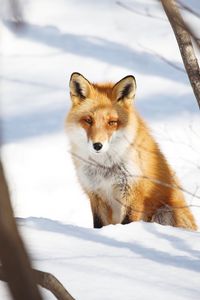 Preview wallpaper fox, animal, glance, snow, winter, nature