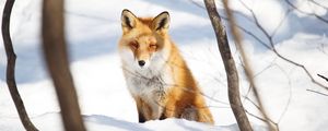 Preview wallpaper fox, animal, glance, snow, winter, nature