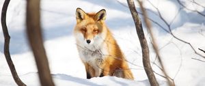 Preview wallpaper fox, animal, glance, snow, winter, nature