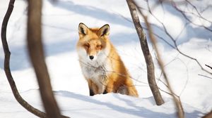 Preview wallpaper fox, animal, glance, snow, winter, nature