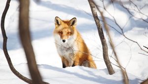 Preview wallpaper fox, animal, glance, snow, winter, nature