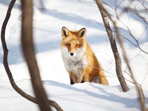 Preview wallpaper fox, animal, glance, snow, winter, nature