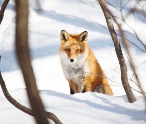Preview wallpaper fox, animal, glance, snow, winter, nature
