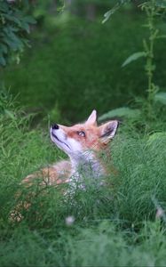 Preview wallpaper fox, animal, grass, wildlife, green