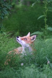 Preview wallpaper fox, animal, grass, wildlife, green