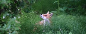 Preview wallpaper fox, animal, grass, wildlife, green