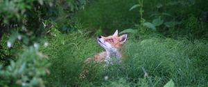 Preview wallpaper fox, animal, grass, wildlife, green