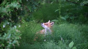 Preview wallpaper fox, animal, grass, wildlife, green