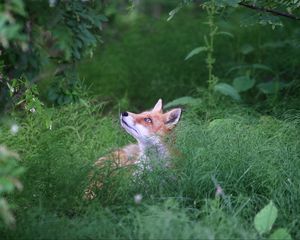 Preview wallpaper fox, animal, grass, wildlife, green