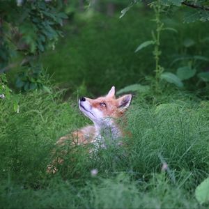 Preview wallpaper fox, animal, grass, wildlife, green