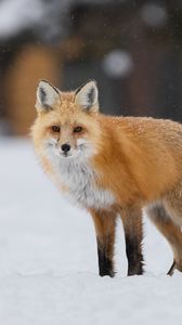 Preview wallpaper fox, animal, predator, snow, winter