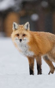 Preview wallpaper fox, animal, predator, snow, winter