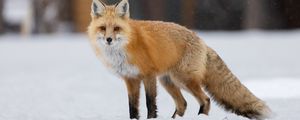 Preview wallpaper fox, animal, predator, snow, winter