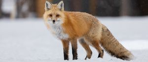 Preview wallpaper fox, animal, predator, snow, winter