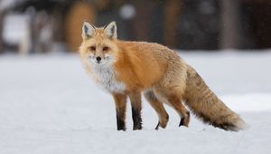 Preview wallpaper fox, animal, predator, snow, winter