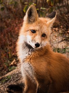 Preview wallpaper fox, animal, predator, cute