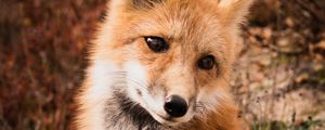 Preview wallpaper fox, animal, predator, cute