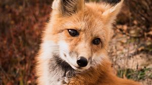 Preview wallpaper fox, animal, predator, cute