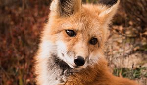 Preview wallpaper fox, animal, predator, cute