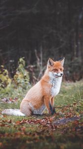 Preview wallpaper fox, animal, predator, glance