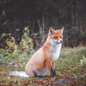 Preview wallpaper fox, animal, predator, glance