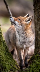Preview wallpaper fox, animal, predator, glance, trees, wildlife