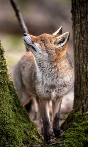 Preview wallpaper fox, animal, predator, glance, trees, wildlife