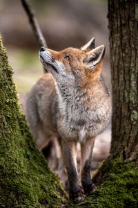 Preview wallpaper fox, animal, predator, glance, trees, wildlife